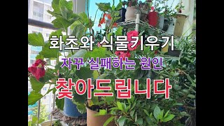 ( 베란다텃밭정원 ) 화초와 식물키우기 힘든 이유는 바로 이것이 때문 입니다~ The reason why it is difficult to grow plants and plants