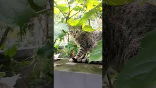 മിട്ടുവിനെ കാണാൻ പോയിട്ടില്ല 🐈🐈 #viralvideo #cat #shortsviral #funny #trending #viral #catfunnyvideo