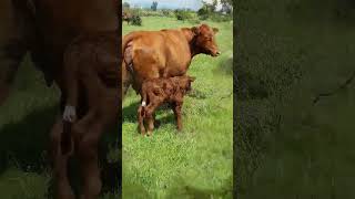 ⭕ BEEFMASTER Cattle ✅ Biggest Bulls And Cow