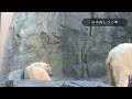 時間はゆっくり流れてる♪男鹿水族館gaoのホッキョクグマ親子ʕ•ᴥ•ʔユキとフブキの時間