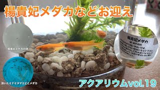 【アクアリウム】楊貴妃メダカお迎え　アクアリウム\u0026飼育日記 vol.19 / aquarium