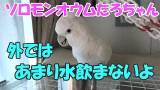 ケージ外であまり水を飲まないソロモンオウムたろちゃん　Cockatoo that  doesn't drink water outside the cage very often