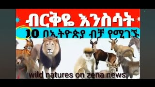 ወኔ የ ሀራችን በርቅየ አንስሳ ታቃላችሁን