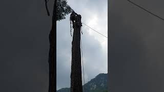 Dangerous PinTree Removal, Stihlms462 Chinsaw.스틸462 엔진톱 고공벌목 소나무 위험목제거