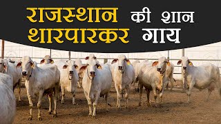 राजस्थान की शान थारपारकर गाय | Rajasthan | Tharparkar Cow |