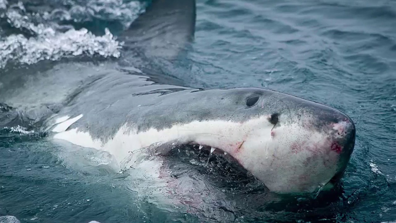 A Beached Great White Shark Loses Fight For Its Life In Santa Cruz ...