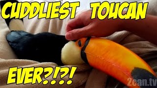 Toucan cuddles just like a PUPPY! (Ripley the Toucan)