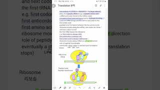 1분영국생물 #엄마표 #뇌자극 #번역 #리보솜 #rna