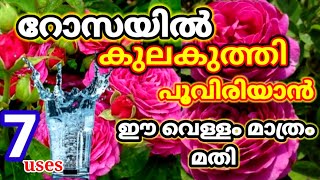 മുറ്റം നിറയെ പൂവിരിയിക്കാൻ വിനാഗിരി/Miracle of vinegar for Plants/benefits of Vinegar for plants