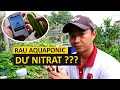 Rau aquaponic có bị tồn dư nitrat Hãy kiểm tra cùng mình nhé!