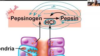 Chapter 23 Digestive System  Part 2