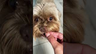 Snack o’clock| cutest Shorkie | dog smile | red nose shorkie | Shorkies puppies |funny pets ShokoBen