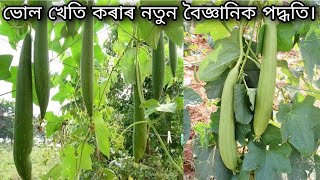 খেতি কেনেকৈ কৰা হয়? How to grow Green sponge Gourd | Bhul kheti