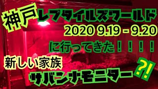 のーか 【爬虫類イベント】神戸レプタイルズワールド2020に行ってきた！！！