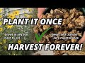 Growing and harvesting SUNCHOKES, the EASIEST SURVIVAL CROP