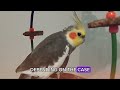 beak growing too much discover the causes and how to care for your cockatiel