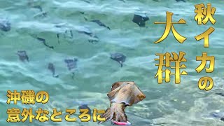 【長崎エギング】秋の沖磯行ったらアオリの大群が！磯の空撮あり