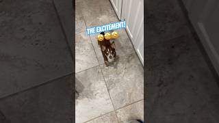 Chihuahua excitement is too much💙#dogs #dog #shorts #pets #shortsvideo #chihuahua