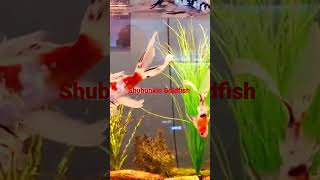 #Shubunkin Goldfish #breeding #preparation