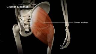 Hip Muscle Movement