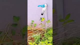 கல்லக்காய்/மல்லாட்டை/வேர்க்கடலை அறுவடை/Peanut 🥜 Harvest #video #trending #peanut #shorts #harvest