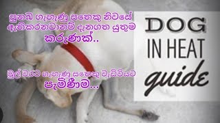 සුනඛ ගැහැණු සතෙක් ප්‍රථම වතාවට වැඩිවිය පැමිණීම ගැන ඔබ දැනුවත්ද?#Female dog Heat period#Dogheat#Dog