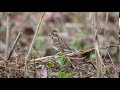 自然環境保全センター 自然観察園のカシラダカ　その４０（4k60p動画）