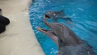 Pregnant bottlenose dolphin at Brookfield Zoo Chicago