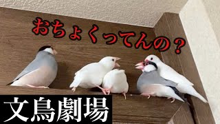 【爆笑】文鳥劇場　おちょくってんの？　#116