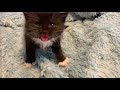 Kitten Practices Walking and Has a lot to Say