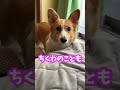 パパが赤ちゃんにばかり構うので嫉妬する犬 コーギー ちくわ shorts