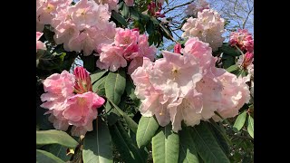 All about Rhododendron Loderi