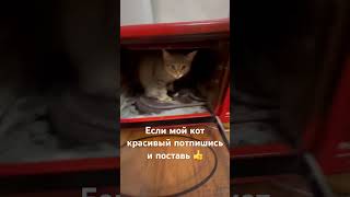 #подпишись если кот красивый