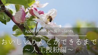 おいしいりんごができるまで【人工授粉編】