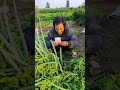 Stupid Farmer Hiding Money in Vegetables #farming #shorts #satisfying