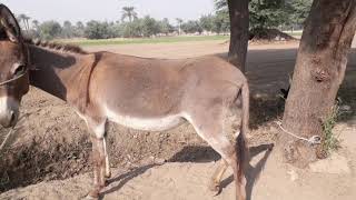 Donkey drinking milk