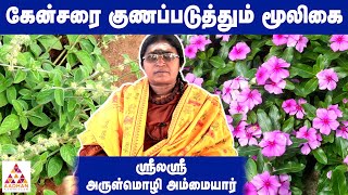 தனவசியம் செய்யும் வசிய மூலிகை | மூலிகை ரகசியம் | Aadhan Aanmeegam