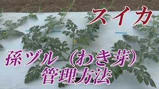 スイカの孫ヅル（わき芽）は取る？取らない？