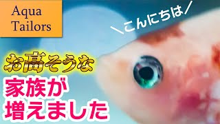 【ベタ】アクアテイラーズさんで一目惚れした熱帯魚をお迎えしました #アクアリウム 【ビバアクア】