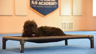 Ella (Labradoodle) Boot Camp Dog Training Demonstration
