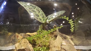 Labisia Turtle Back - rare plant