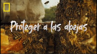 Otro planeta es posible: Proteger a las abejas | NATIONAL GEOGRAPHIC ESPAÑA