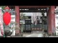 相応寺のしだれ桜2015　4月11日　福島県安達郡大玉村　00414