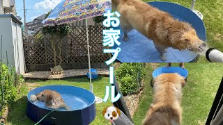 【ゴールデンレトリバー】お家プールで大はしゃぎ🏖