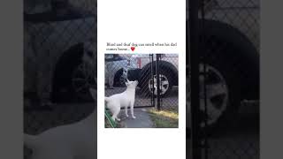 Very Loyal Dog | Check Description| Brain Training Course For Your DOG🐶😘 #shorts #viral #trending