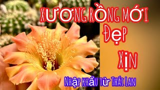 NHIỀU giống xương rồng nhập khẩu  Thái Lan đáng sưu tầm#cayxuongrong #xuongrongbmt