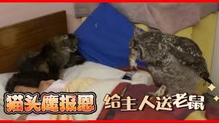 猫头鹰报恩给主人送老鼠，结果把刚睡醒的主人吓一跳