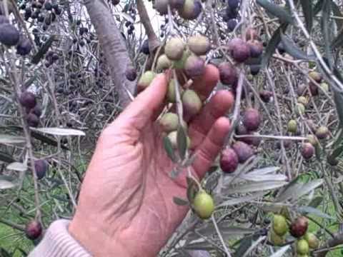 How to Cure Raw Olives the Easy Way using only 2 Ingredients How to Cure Raw Olives the Easy Way using only 2 Ingredients