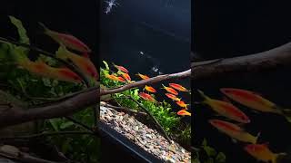 Do you know name of this fish??  | Amazing colorful❤💛💚💙💜 fish | Back to nature | Gold roseline barb