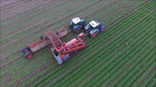 Biologische wortels rooien | Harvesting carrots | Möhren roden |  Récolter les racines | Worteloogst